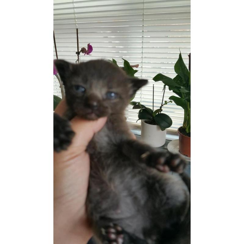2 boys still to looking for a new homes