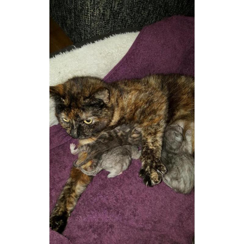 2 boys still to looking for a new homes