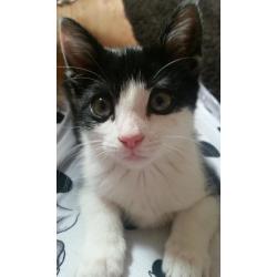 Rescue kittens looking for forever homes