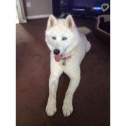Siberian husky