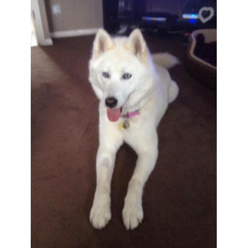 Siberian husky