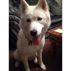 Siberian husky
