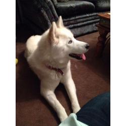 Siberian husky