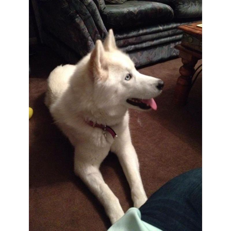Siberian husky