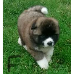 Chunky akita puppies-long hair