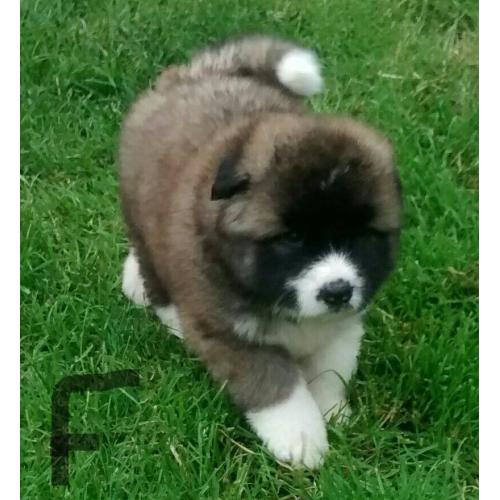 Chunky akita puppies-long hair