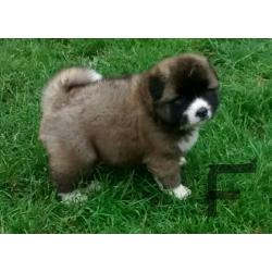 Chunky akita puppies-long hair