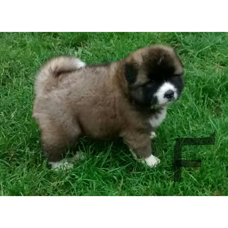 Chunky akita puppies-long hair