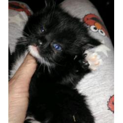 Beautiful tuxido kittens