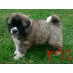 Chunky akita puppies-long hair