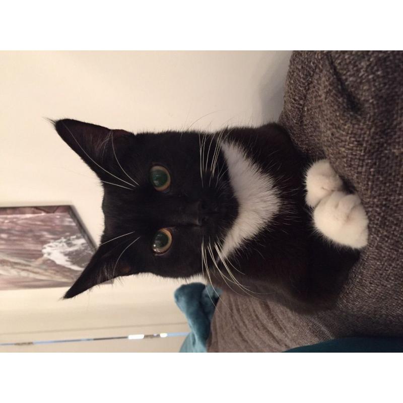 Lovely little cat