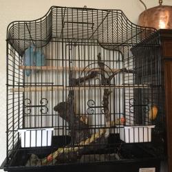 Parrotlets for sale with cages.