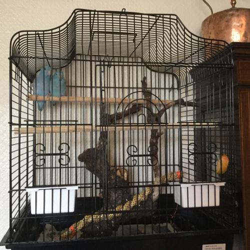 Parrotlets for sale with cages.