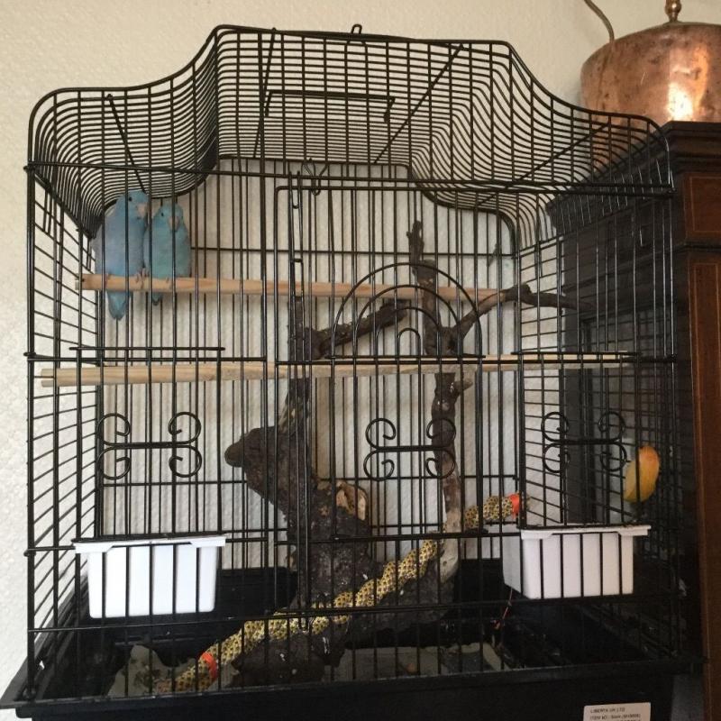 Parrotlets for sale with cages.