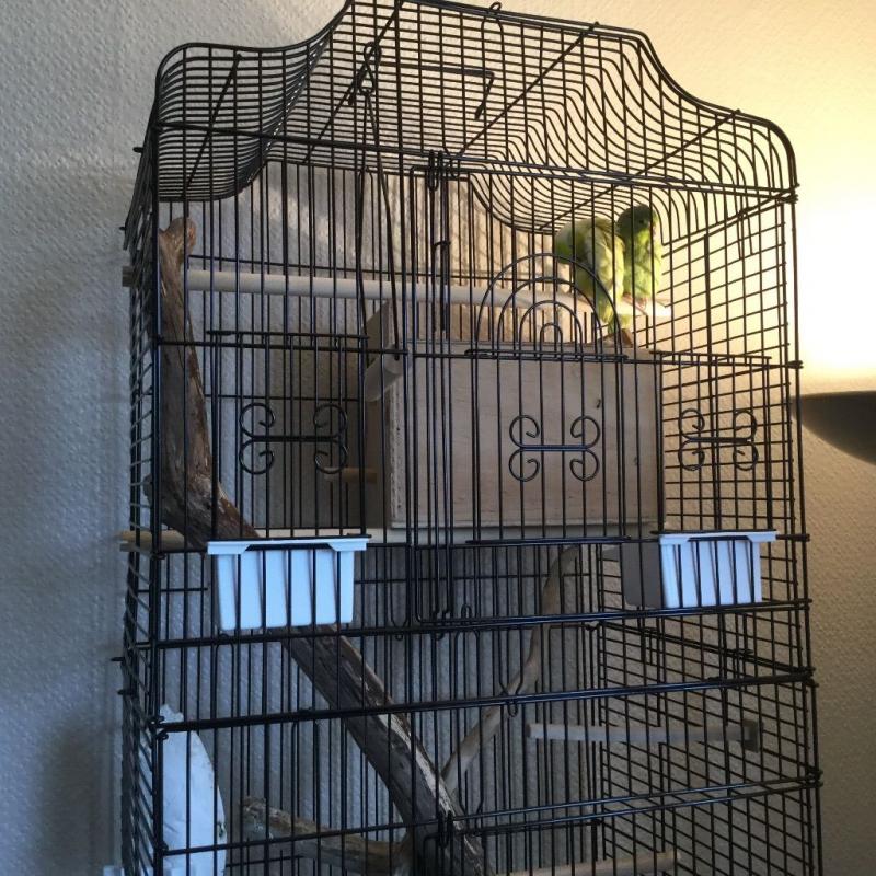 Parrotlets for sale with cages.