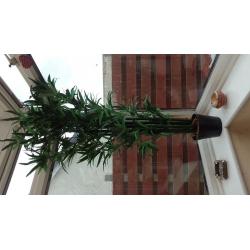 4ft Artificial Bamboo Tree