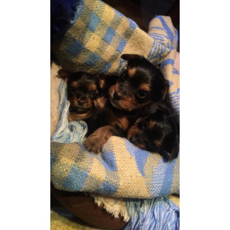 Yorkshire Biewer terrier Carrier