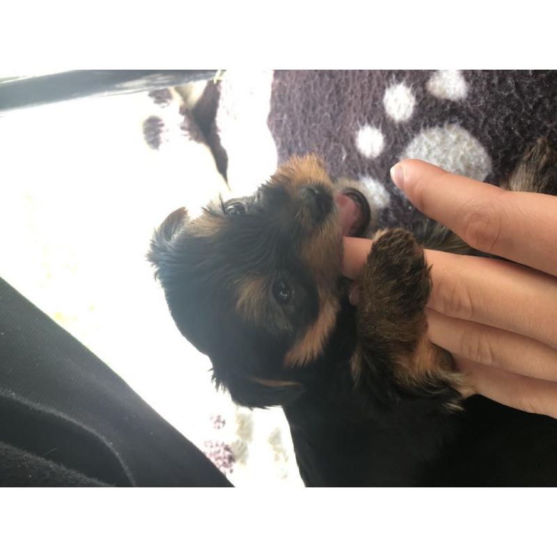 Yorkshire Biewer terrier Carrier