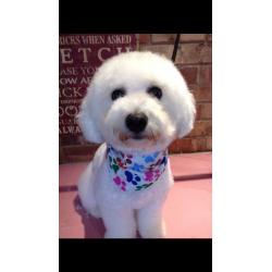 Perfect Bichon frise litter only 5 girls left