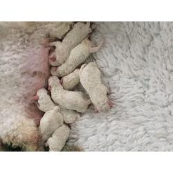 Perfect Bichon frise litter only 5 girls left