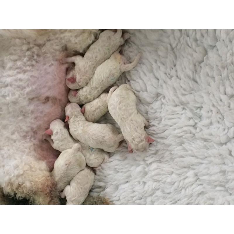 Perfect Bichon frise litter only 5 girls left