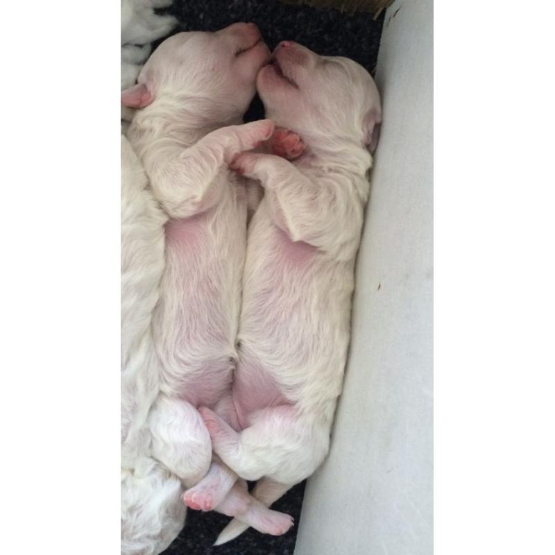 Perfect Bichon frise litter only 5 girls left