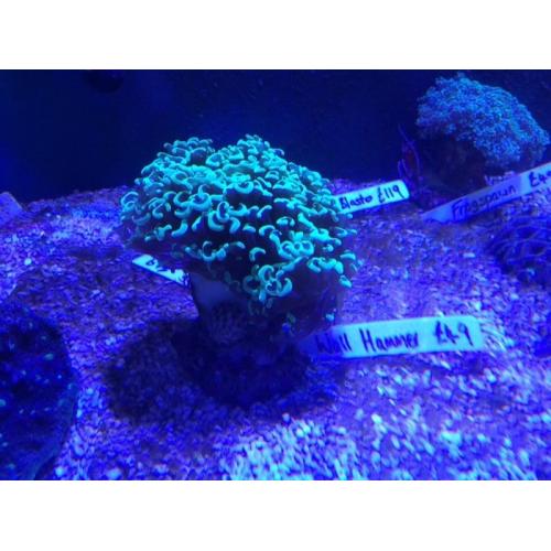 Green Wall hammer - marine coral