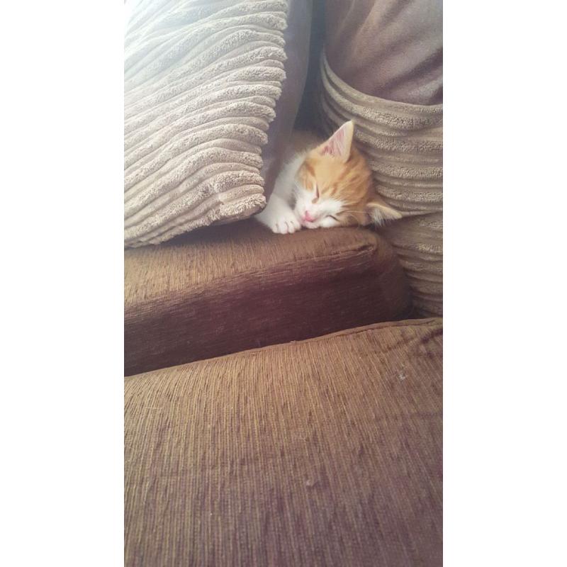 9 week old kitten