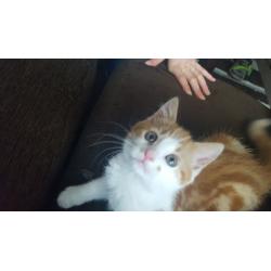 9 week old kitten