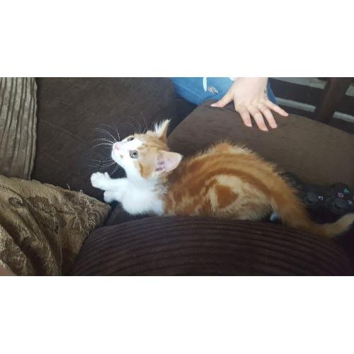 9 week old kitten