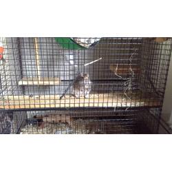 Pet cage: Large Degus cage with fittings