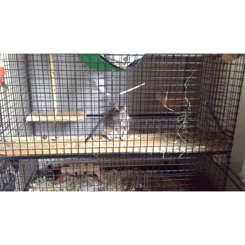 Pet cage: Large Degus cage with fittings