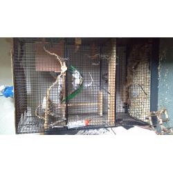Pet cage: Large Degus cage with fittings