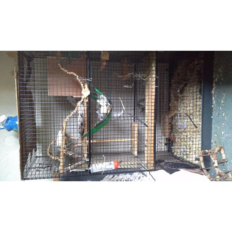 Pet cage: Large Degus cage with fittings