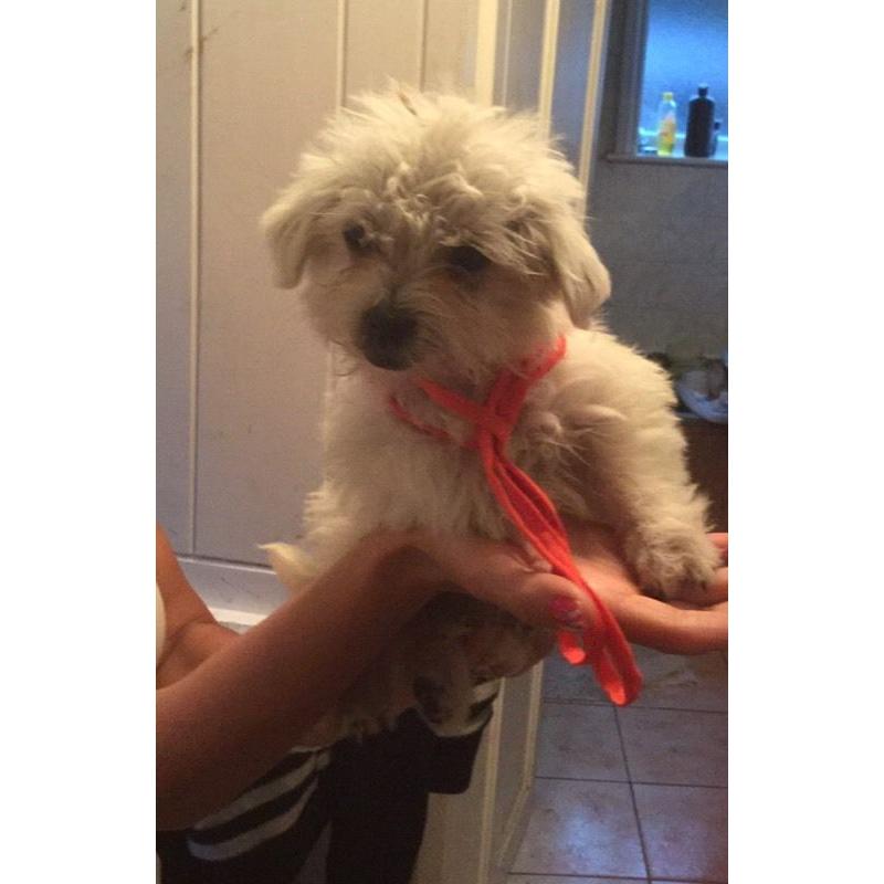 Maltese / Westie puppys
