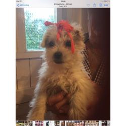 Maltese / Westie puppys