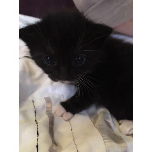 5 week old girl kitten with blue eyes