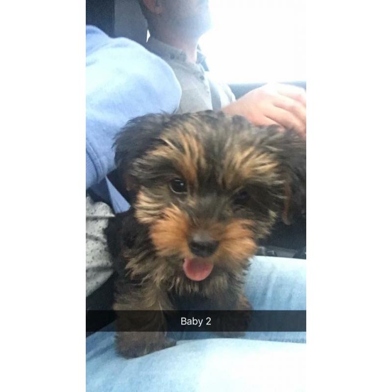 Yorkie pup 9 weeks old.