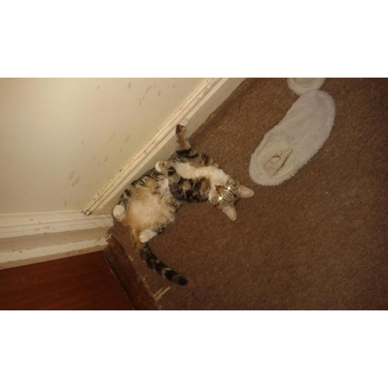 Tabby/Ragdoll kitten for sale