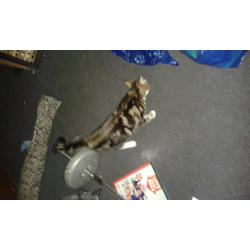 Tabby/Ragdoll kitten for sale