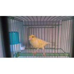 Canaries Raza