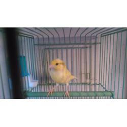 Canaries Raza
