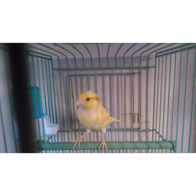 Canaries Raza