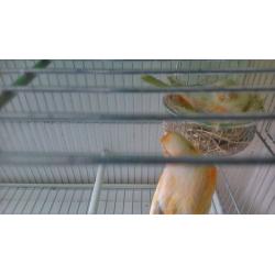 Canaries Raza