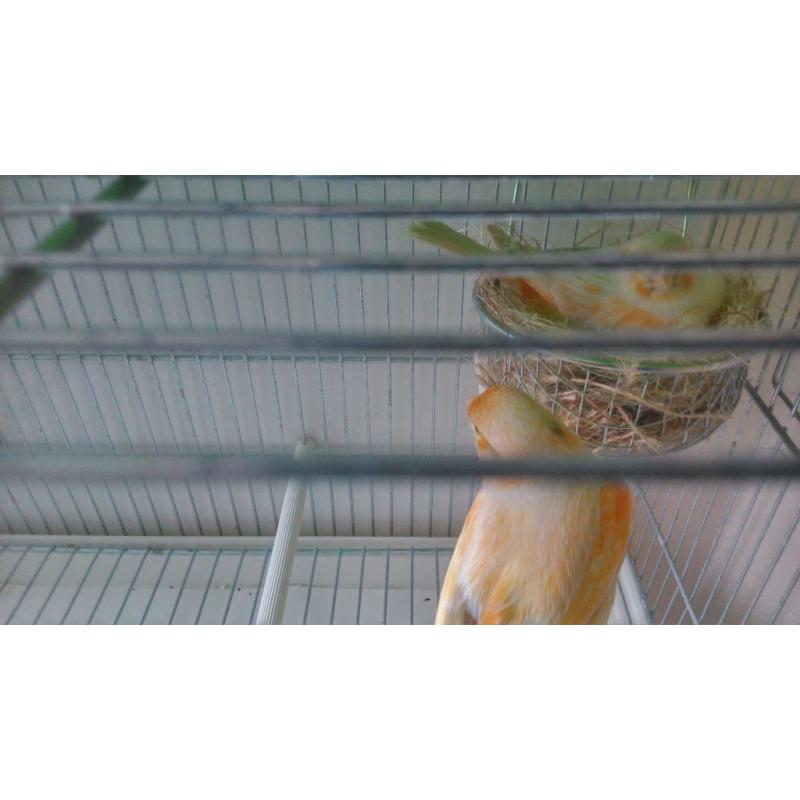 Canaries Raza