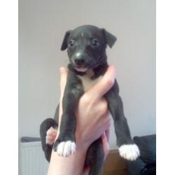 Beautiful, thriving whippet puppies for sale : 1 dog & 3 bitches