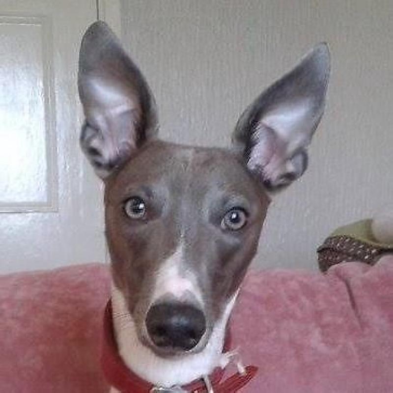 Beautiful, thriving whippet puppies for sale : 1 dog & 3 bitches