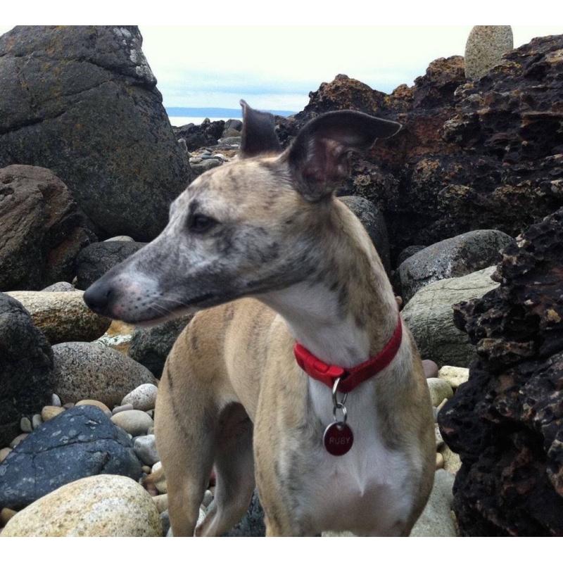 Beautiful, thriving whippet puppies for sale : 1 dog & 3 bitches