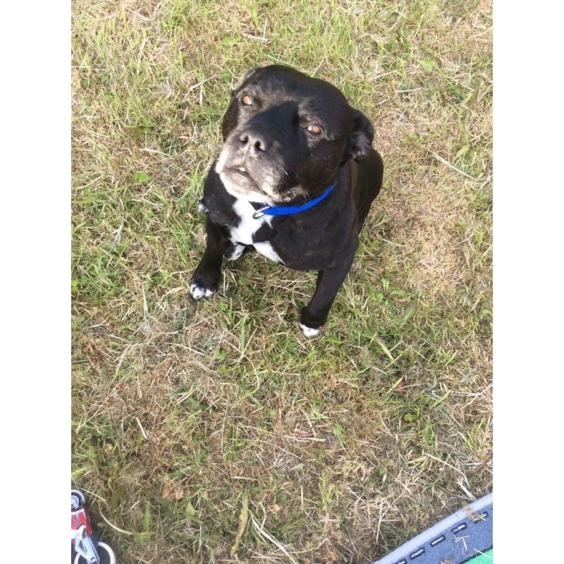 My 5 year old staffie Bruce needs a new home !!
