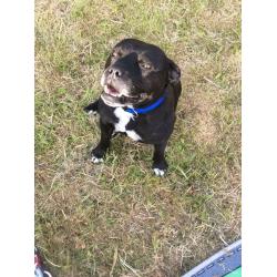 My 5 year old staffie Bruce needs a new home !!